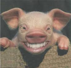 SMILING PIG